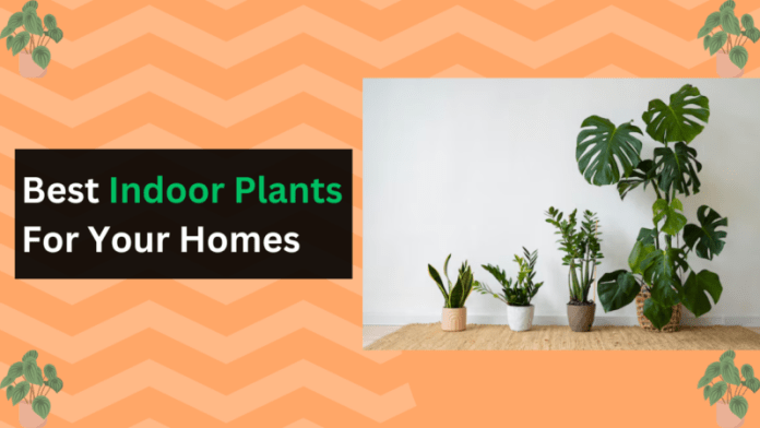 Indoor plants with names