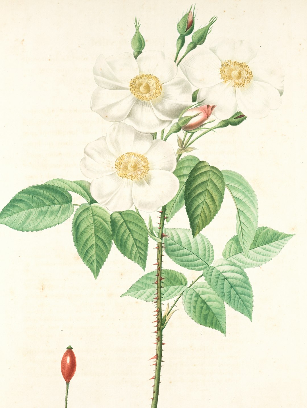 Floral design