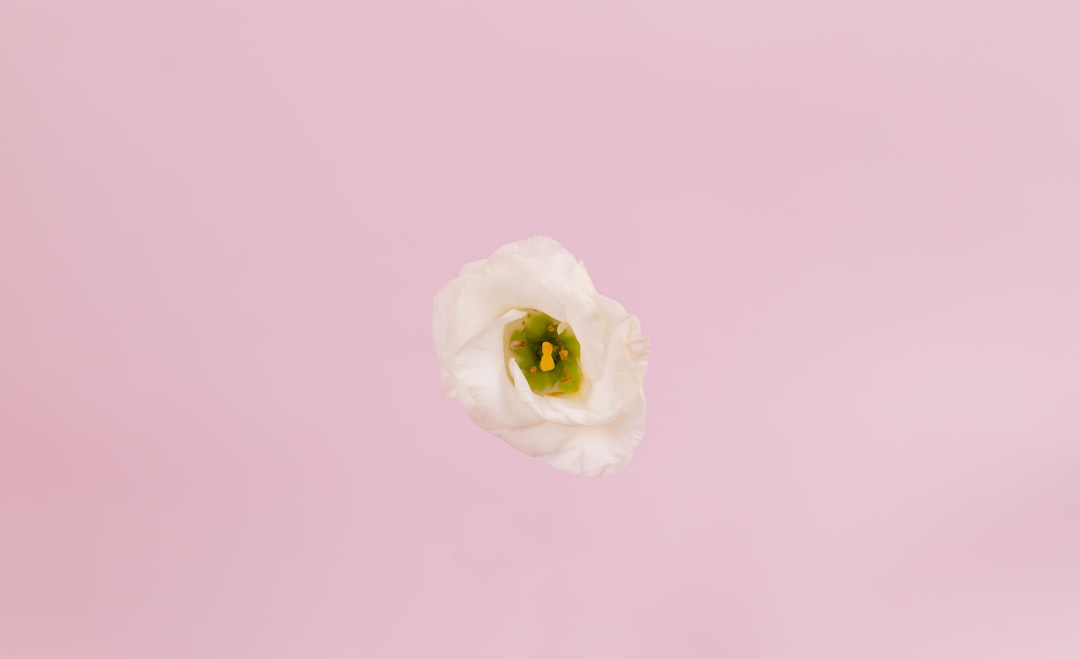 Holiday flowers