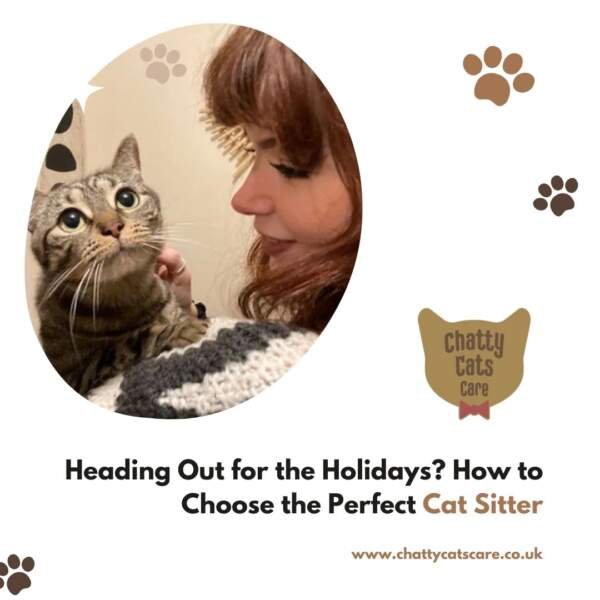 Heading Out for the Holidays How to Choose the Perfect Cat Sitter