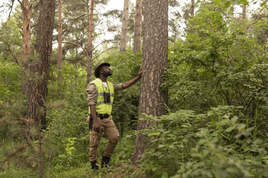 Affordable Tree Service